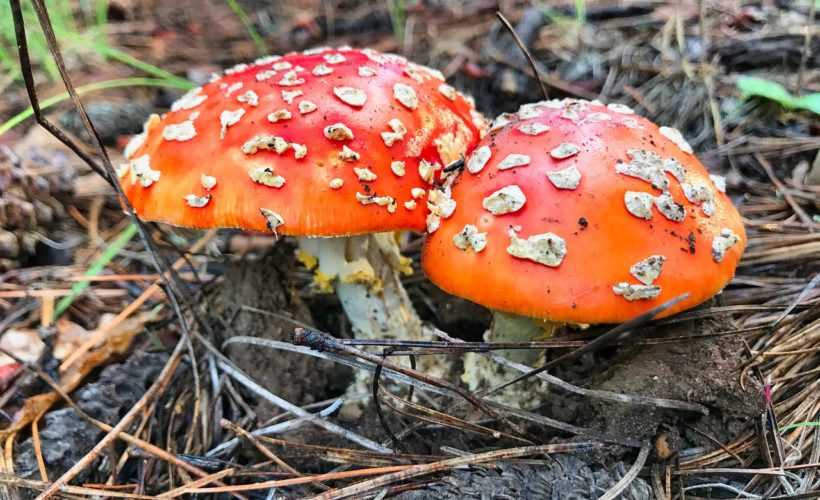 Jak poznat otravu houby?