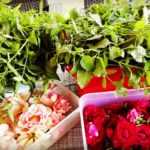 Zásady sběru, sušení a skladování léčivých rostlin