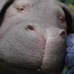 RECENZE: Okja