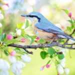 Radost z pozorování ptáků ve městě a okolí - ptactvo napříč druhy