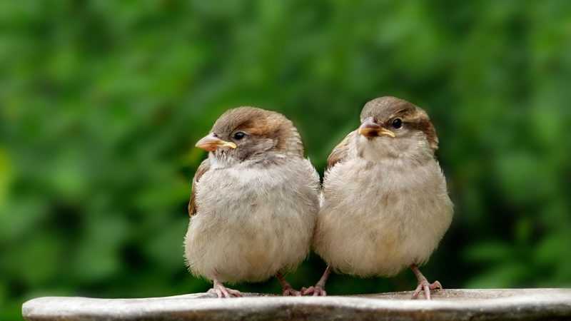 animal 5305972 1920 animal 5305972 1920