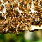 Příhody včeličky Emičky - nádherný příběh o včelách