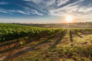 vineyard 428041 1920