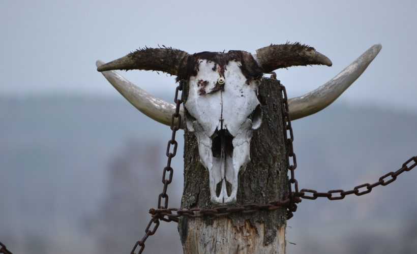 bull 1269669 1920