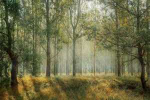 forest 1072828 1920