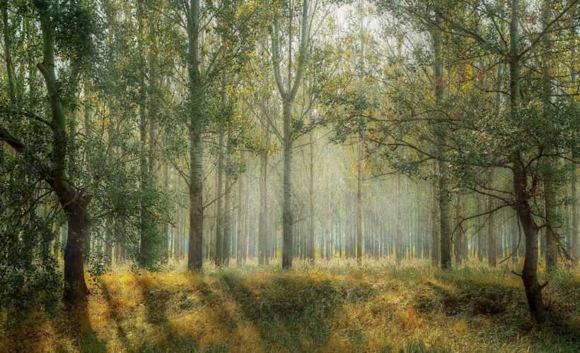 forest 1072828 1920