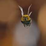 Včela na mušce - 40 %