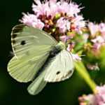Bělásek - Neobyčejný svět motýlů