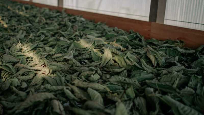 78727 suseni listu kratomu Kratom