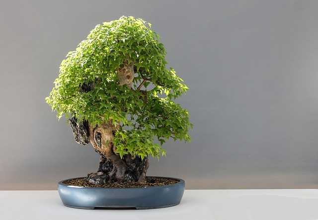 malá bonsai